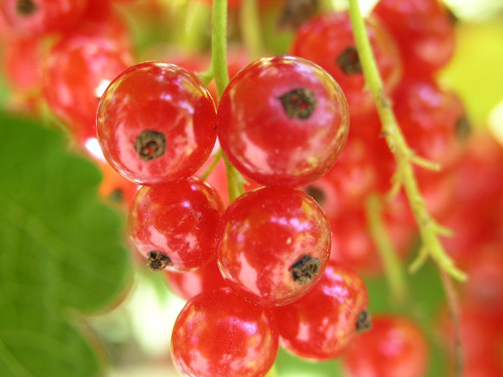 Berry flavor