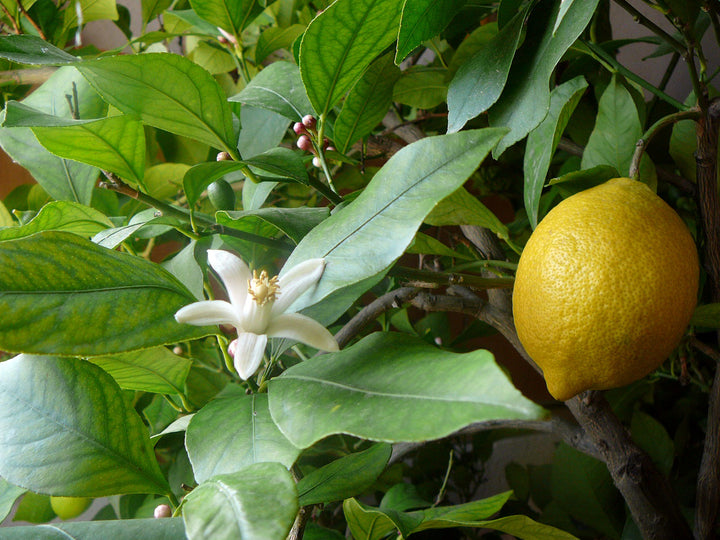 Citrus flavor