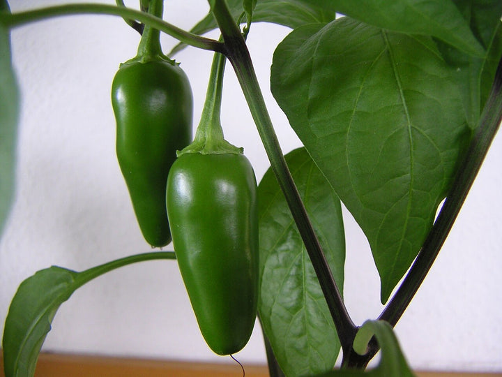 Jalapeño Lime flavor