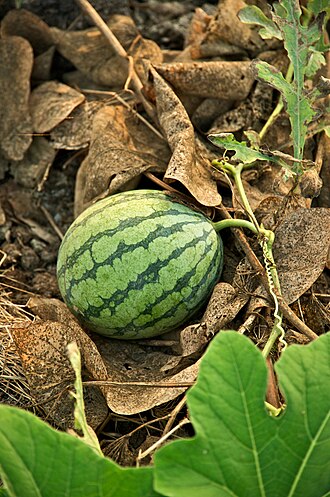 Watermelon flavor