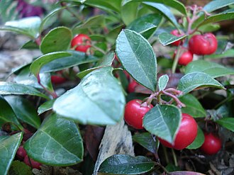 Wintergreen flavor